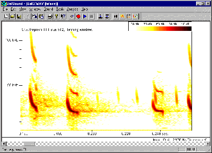 BatSound sample daigaram 1]