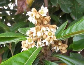 12月。ビワの花。とても良い香り