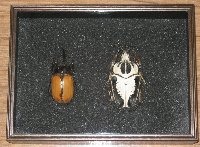 b1